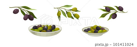 Fresh and Ripe Olive Black and Green Fruit Vector Set Fresh and Ripe Olive Black and Green Fruit Vector Set 101411024