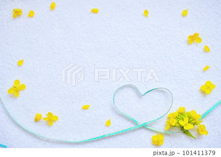白背景に黄色い菜の花を飾った水色のリボンのシンプルなハートの可愛いメッセージフレーム素材 白背景に黄色い菜の花を飾った水色のリボンのシンプルなハートの可愛いメッセージフレーム素材 101411379