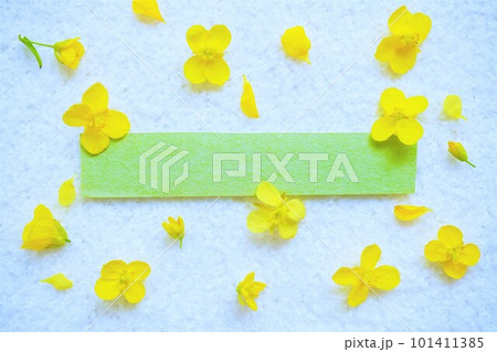 白背景に黄色の菜の花をランダムに散らした緑の細長い長方形の和紙の可愛いコメントスペースのモックアップ 白背景に黄色の菜の花をランダムに散らした緑の細長い長方形の和紙の可愛いコメントスペースのモックアップ 101411385