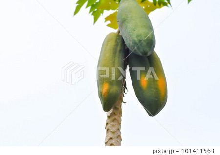 papaya , Carica papaya L or Papaya or Melan Tree or Paw Paw or CARICACEAE or papaya seed 101411563