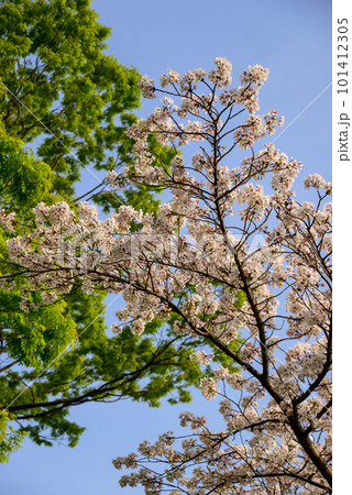 2023年大阪城公園の桜 2023年大阪城公園の桜 101412305