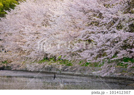 2023年大阪城公園の桜 2023年大阪城公園の桜 101412307