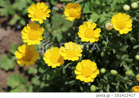 春の庭に咲く黄色いクリサンセマム・ムルチコーレの花 春の庭に咲く黄色いクリサンセマム・ムルチコーレの花 101412417