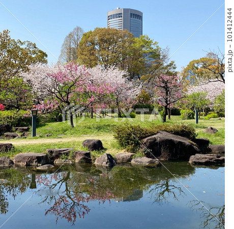 藤田邸跡公園の美しい桜 藤田邸跡公園の美しい桜 101412444