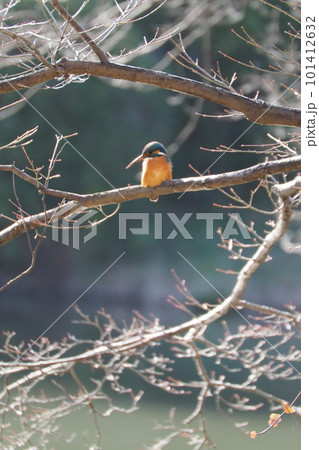 枝にとまるカワセミ 枝にとまるカワセミ 101412632