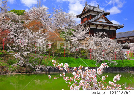 【奈良県】桜が満開の郡山城跡（追手向櫓） 101412764