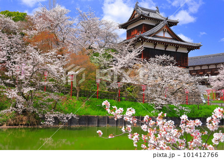 【奈良県】桜が満開の郡山城跡（追手向櫓） 101412766