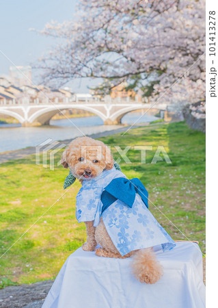 犬と桜 101413278