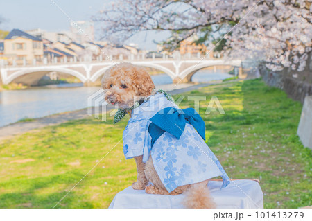 犬と桜 犬と桜 101413279