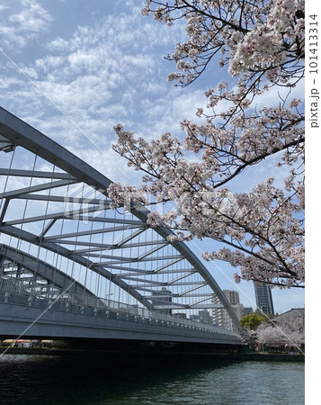 美しい桜と銀橋 美しい桜と銀橋 101413314