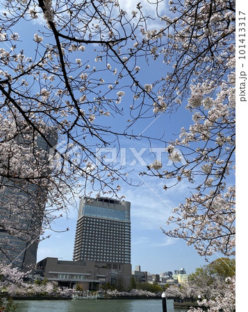 満開の桜と帝国ホテル大阪 満開の桜と帝国ホテル大阪 101413317