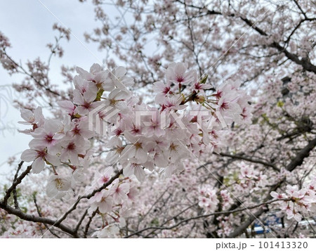 春の青空に映える満開の桜 春の青空に映える満開の桜 101413320