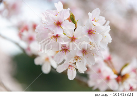 春の桜 春の桜 101413321