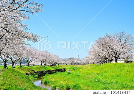満開の桜並木　陽春の草場川 101413434