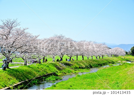 満開の桜並木　陽春の草場川 101413435