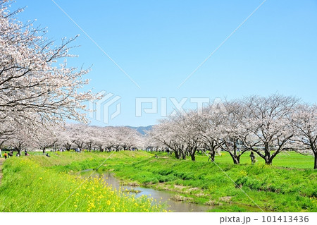 満開の桜並木 陽春の草場川 満開の桜並木 陽春の草場川 101413436