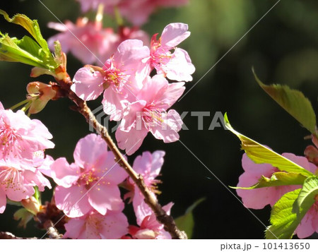 青空と桜 青空と桜 101413650