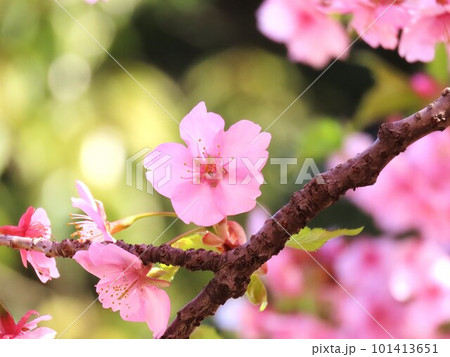 青空と桜 青空と桜 101413651