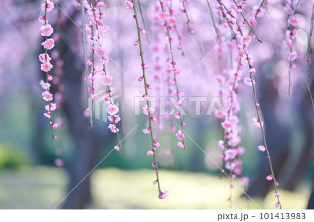 しだれが美しい梅園（しだれ梅　名古屋市農業センター　愛知県 名古屋市） 101413983