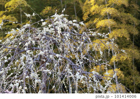 白い梅の花と竹林(しだれ梅 名古屋市農業センター 愛知県 名古屋市) 白い梅の花と竹林(しだれ梅 名古屋市農業センター 愛知県 名古屋市) 101414006