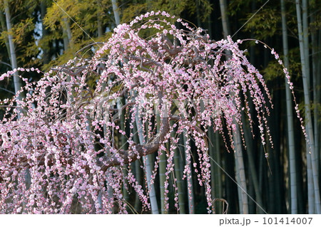 竹林と梅（しだれ梅　名古屋市農業センター　愛知県 名古屋市） 101414007