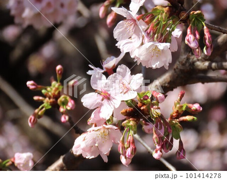 桜と青空 101414278