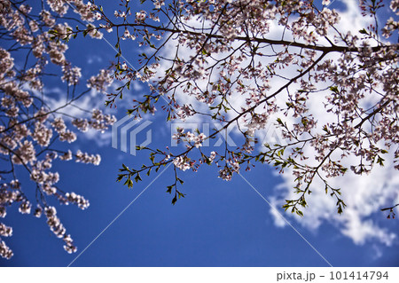 見上げる桜 101414794