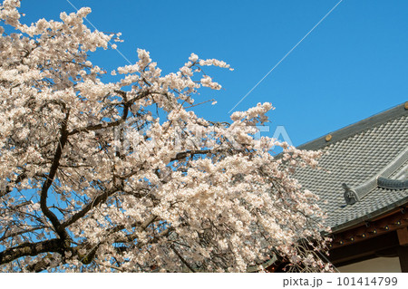 名古屋市昭和区香積院のしだれ桜 名古屋市昭和区香積院のしだれ桜 101414799