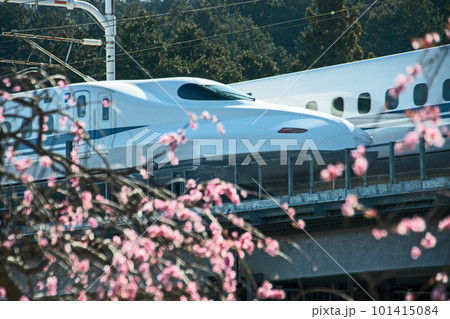 十九女池に咲く枝垂れ梅の横を疾走する東海道新幹線N700A 101415084