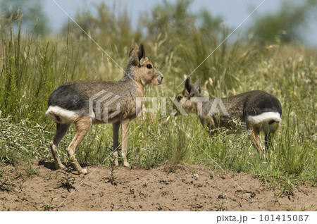 Patagonian cavy, Patagonia , Argentina Patagonian cavy, Patagonia , Argentina 101415087