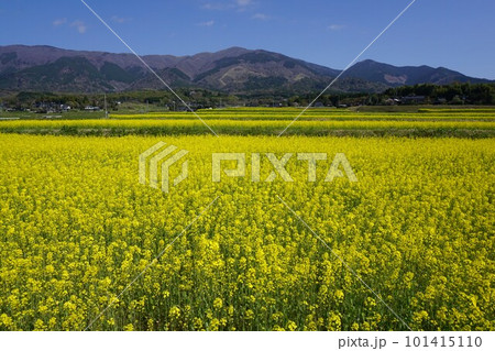 満開の菜の花畑(岡山県奈義町の風景) 満開の菜の花畑(岡山県奈義町の風景) 101415110