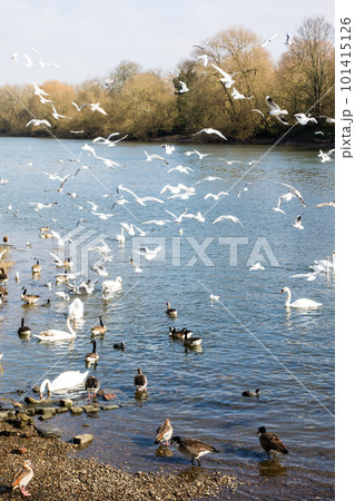 ロンドン郊外のテームズ川に集まる沢山のカモメと白鳥 101415126