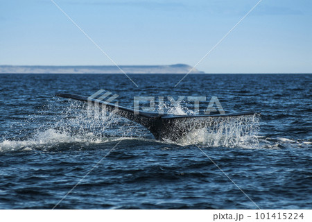 Killer whale hunting sea lions. 101415224