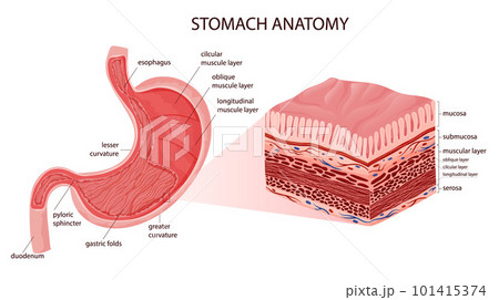 Stomach anatomy educational infographic including serosa and muscle layers structure. 101415374