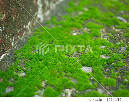 Moss green , natural texture and surface background. Moss green , natural texture and surface background. 101415944