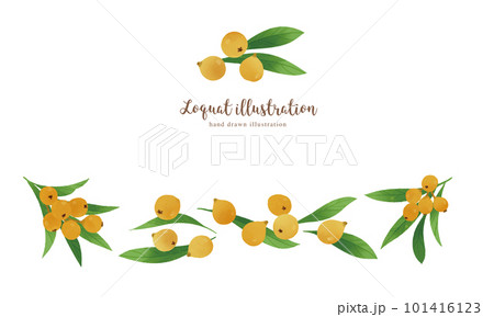 ビワの実の水彩イラスト・横レイアウト 101416123