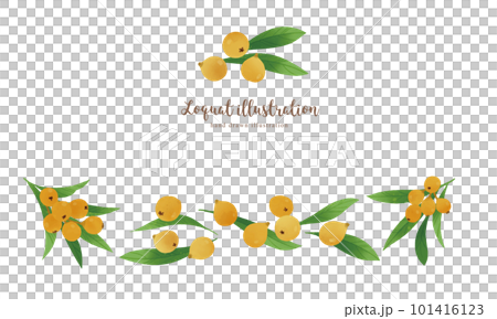 Biwa fruit watercolor illustration Horizontal layout 101416123