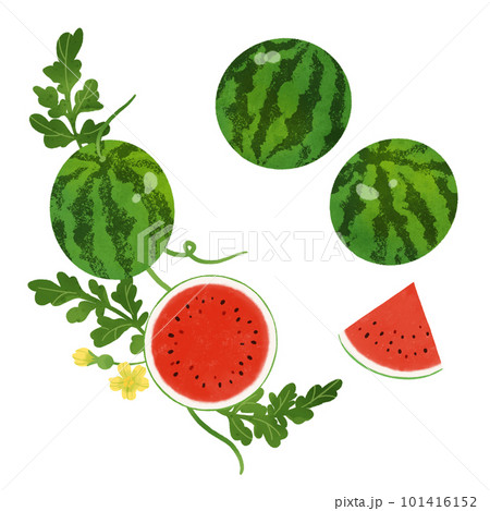 スイカの水彩イラスト-2 101416152