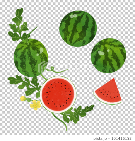 スイカの水彩イラスト-2 101416152