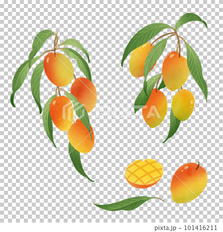 Mango watercolor illustration-2 101416211