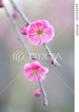 梅の花のアップ(しだれ梅 名古屋市農業センター 愛知県 名古屋市) 梅の花のアップ(しだれ梅 名古屋市農業センター 愛知県 名古屋市) 101416249