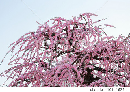 青空に映える梅の花(しだれ梅 名古屋市農業センター 愛知県 名古屋市) 青空に映える梅の花(しだれ梅 名古屋市農業センター 愛知県 名古屋市) 101416254