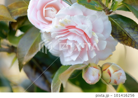 美しいピンク色のサザンカの花 101416256