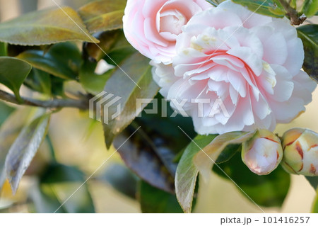 美しいピンク色のサザンカの花 101416257