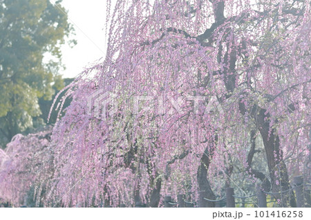梅の花（しだれ梅　名古屋市農業センター　愛知県 名古屋市） 101416258