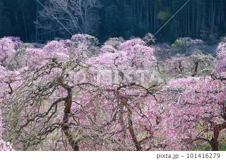 竹林と梅(しだれ梅 名古屋市農業センター 愛知県 名古屋市) 竹林と梅(しだれ梅 名古屋市農業センター 愛知県 名古屋市) 101416279