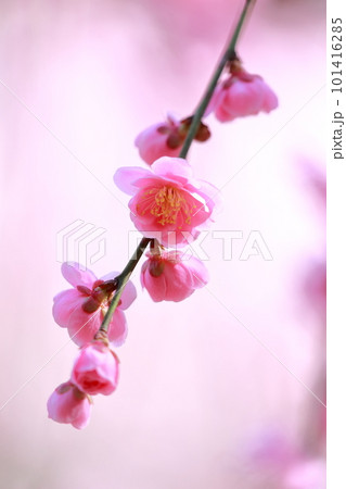 ピンク色の梅の花（しだれ梅　名古屋市農業センター　愛知県 名古屋市） 101416285