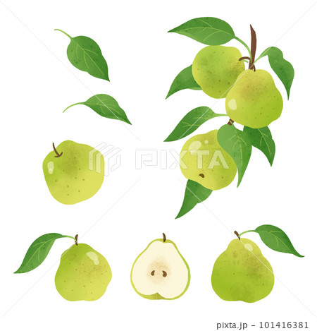 ラフランスの水彩イラスト-1 101416381