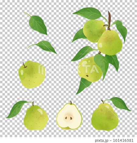 ラフランスの水彩イラスト-1 101416381