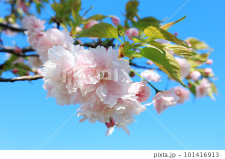 鎌足桜(木更津市) 101416913
